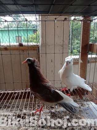 ARBA fancy Pigeon farm